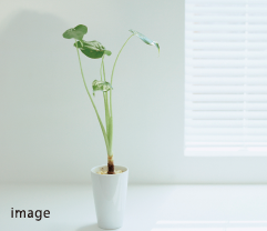 シックハウス対策