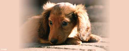 ペット飼育可能